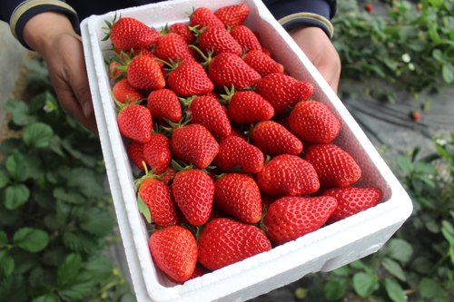 这个草莓是如何让乳山果农实现增收2倍梦想的