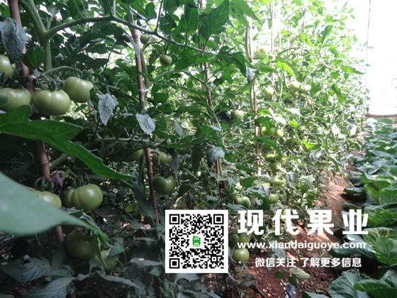 M9-T337矮化苹果苗,烟富8(神富一号),苹果苗木新品种,M26矮化苹果苗木