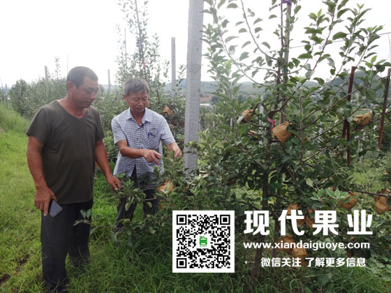 苹果苗木新品种,苹果管理技术,脱毒苹果苗品种