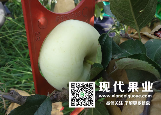 苹果苗木新品种,苹果管理技术,脱毒苹果苗品种