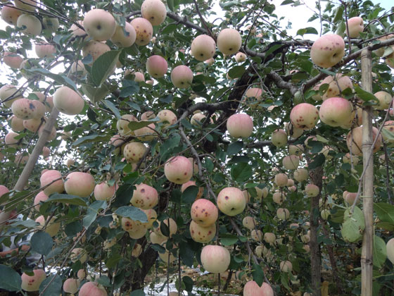 苹果苗木新品种,苹果苦痘病,现代果业