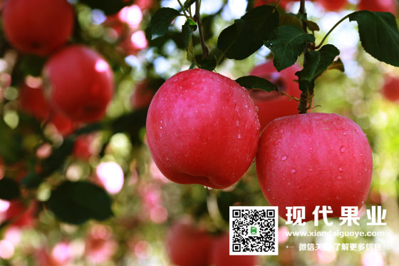 神富一号,苹果苗新品种,好卖的苹果品种