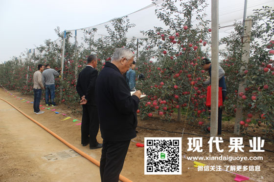 汪景彦考察六年生神富一号苹果树产量,苹果新品种