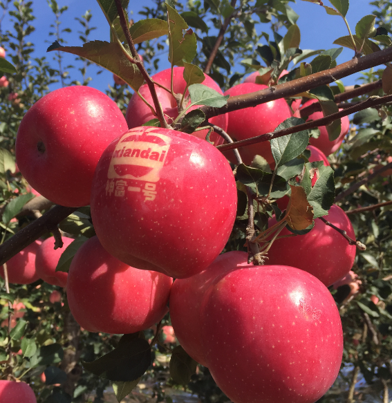 神富一号,烟富8,苹果品种,脱毒苹果苗,矮化苹果苗,苹果新品种,果树新品种,懒富,樱桃苗