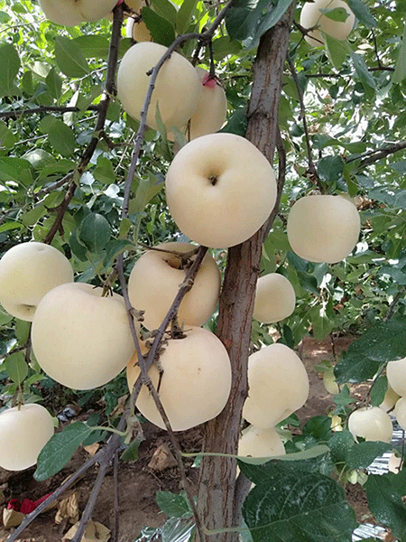 苹果新品种,矮化苹果苗,脱毒苹果苗,苹果苗接穗,烟富8苹果苗