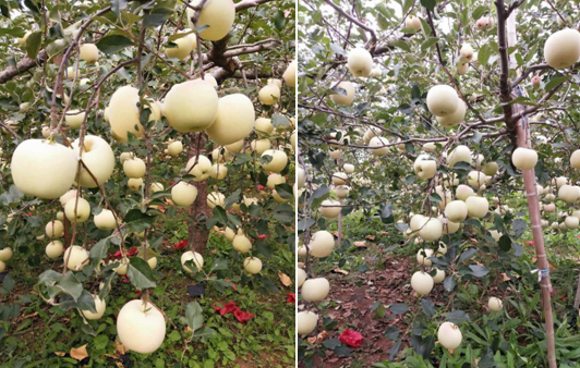 矮化苹果苗,脱毒苹果苗,苹果新品种,苹果苗,新品种苹果苗