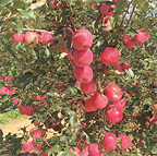 红色双芽变苹果新品种神富6号（懒富）或将改变西北地区苹果产业格局