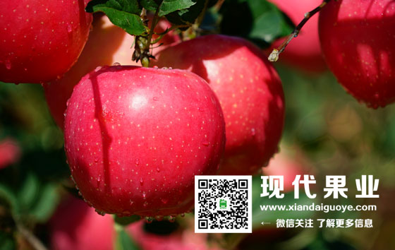 神富一号,苹果新品种,苹果苗价格,脱毒苹果苗品种