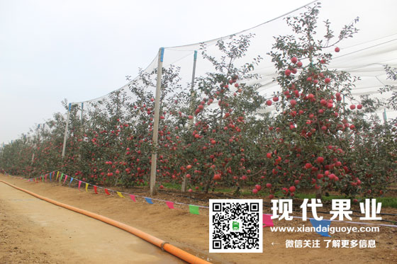 苹果新品种苗木,优质苹果性状,神富一号,烟富8六年生苹果树
