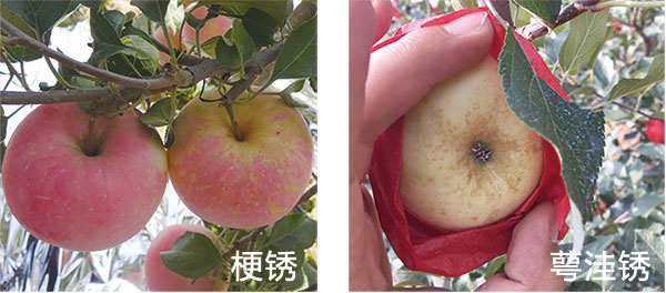 苹果苗,矮化苹果苗,脱毒苹果苗,苹果新品种,大樱桃品种,新品种苹果苗,甘肃苹果苗