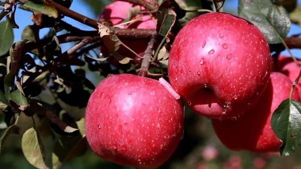 苹果苗,矮化苹果苗,脱毒苹果苗,苹果新品种,烟台苹果苗,苹果苗价格,m26矮化苹果苗,大樱桃管理