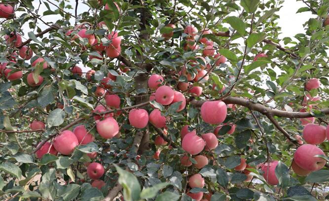 苹果新品种,矮化苹果苗,苹果苗品种,优质苹果苗,脱毒苹果苗,苹果苗,大樱桃管理