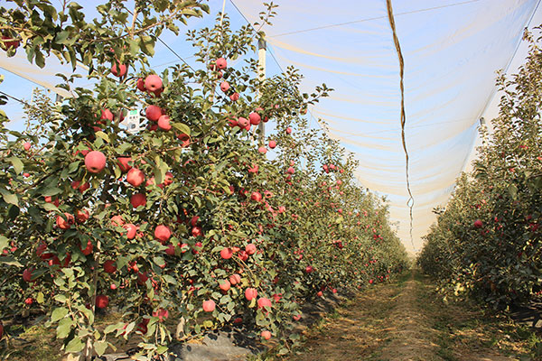 苹果新品种,矮化苹果苗,苹果苗品种,优质苹果苗,脱毒苹果苗,苹果苗,大樱桃管理