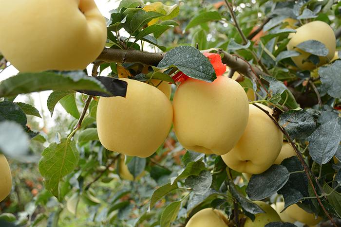 苹果新品种,脱毒苹果苗,矮化苹果苗,烟台苹果苗,优质苹果苗,矮化砧木苗